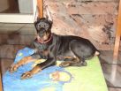 Jed Betelges 3 months old in Bulgaria