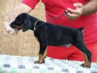 Litter N: Dante della Quarce Nere - Dunja Betelges