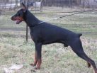 LORENTZ LAKI BETELGES at 9 months of age