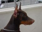 LUGER BETELGES 4 MONTHS OLD IN GREECE