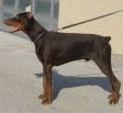 Luger Betelges at 7 months of age