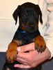 Litter D: Riker Betelges - Jenifer Betelges