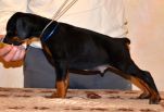 Litter D: Riker Betelges - Jenifer Betelges