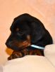 Litter D: Riker Betelges - Jenifer Betelges