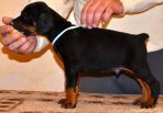 Litter D: Riker Betelges - Jenifer Betelges