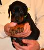 Litter D: Riker Betelges - Jenifer Betelges