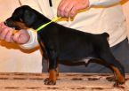 Litter D: Riker Betelges - Jenifer Betelges