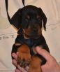 Litter D: Riker Betelges - Jenifer Betelges