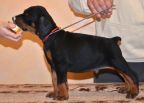 Litter D: Riker Betelges - Jenifer Betelges