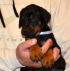 Litter D: Riker Betelges - Jenifer Betelges