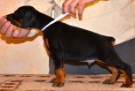 Litter D: Riker Betelges - Jenifer Betelges