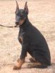 MATILDA BETELGES 3 MONTHS OLD