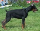 MAXIMUS BETELGES 3 AND HALF MONTHS