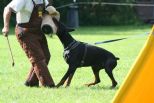 MORTON BETELGES 18 MONTHS OLD. BITE WORK TRAINING IN FINLAND