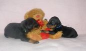 20 days old