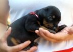 20 days old