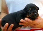 20 days old