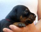 20 days old