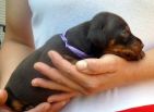 20 days old