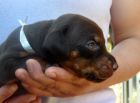 20 days old