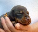 20 days old