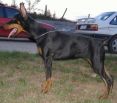 Padova Betelges 6 months old now in Sweden
