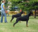 PANDORA FOR MOTXOGAN BETELGES AT AGE 9 MONTHS ON SHOW IN ZARAGOSA, SPAIN