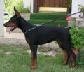 PETRA 4 MONTHS OLD