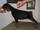 Agata Betelges 43 days old sold in Serbia