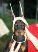 CUAN BETELGES 2 MONTHS OLD