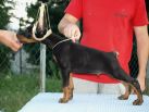 CUAN BETELGES 2 MONTHS OLD