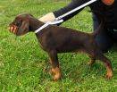 QUEEN QANINA BETELGES 2 MONTHS OLD (IN FINLAND)