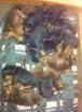 2 weeks old puppies from Riker Betelges and Jenifer Betelges.
