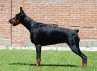 Savana Betelges - 2 and half years old