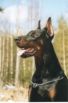 Tango Princ Betelges