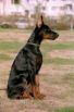 Tango Princ Betelges