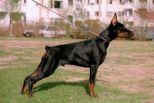Tango Princ Betelges