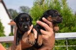 Litter C: Veyron del Monte Aspro - Freya Betelges