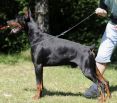 Xanadu Betelges at age 2 years in Austria