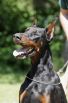 Xanadu Betelges at age 2 years in Austria