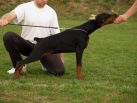 XENON BETELGES 5 MONTHS OLD IN INDONESIA`