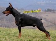 CHICO BETELGES