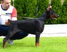 Dominicana Betelges - 4 and half months old - Dominicana Betelges -